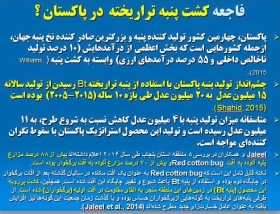 می خواهند 1 میلیون هکتار پنبه تراریخته در ایران کشت دهند